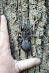 Cyriopagopus longipes