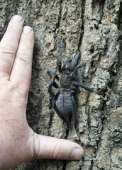 Cyriopagopus longipes