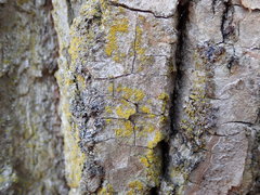 Candelariella xanthostigma