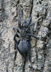 Cyriopagopus longipes