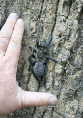 Cyriopagopus longipes