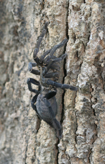 Cyriopagopus longipes