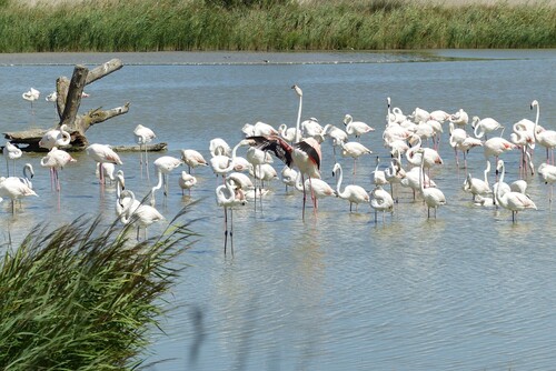 iNaturalist: (c) angela_husfeld, some rights reserved (CC BY-NC) iNaturalist image