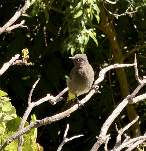 Cape Bulbul (Pycnonotus capensis), photo 6
