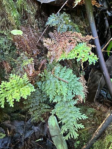Callistopteris baldwinii observed 2026-01-27