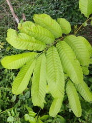 Cupania