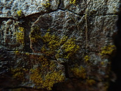 Candelariella xanthostigma