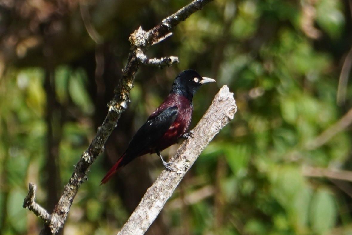 Maroon Oriole (Oriolus traillii), photo 2