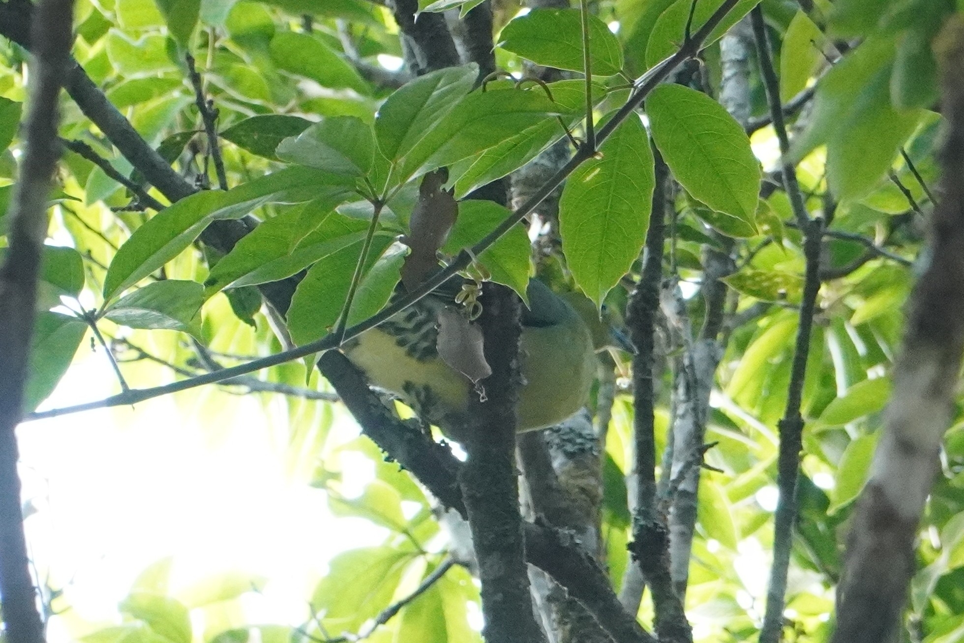 Wedge-tailed Green Pigeon (Treron sphenurus), photo 2