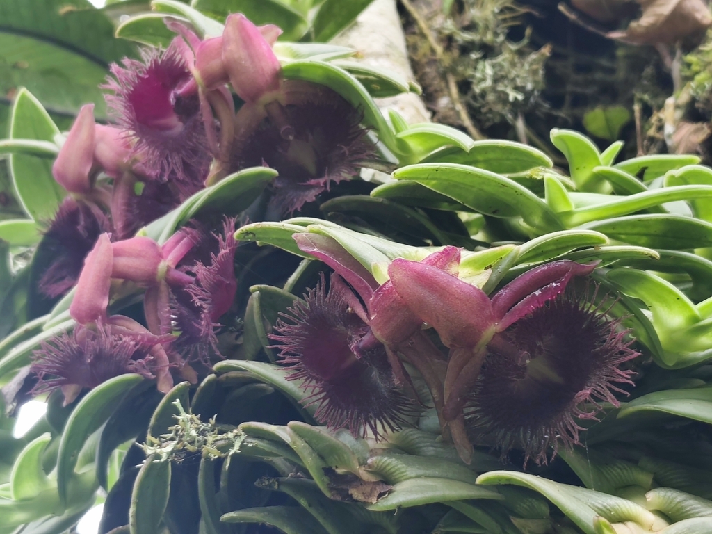 Epidendrum medusae (Rchb.f.) Cogn. 2