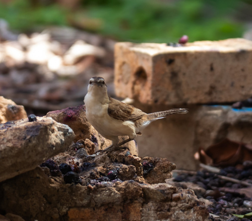 Bicolored Wren (Campylorhynchus griseus), photo 2