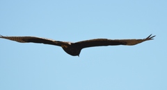 Buteo albonotatus