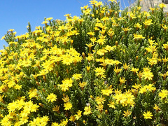 Oedera corymbosa