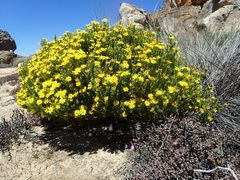 Oedera corymbosa