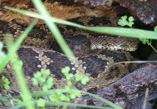 iNaturalist observation photo of Northern Pacific Rattlesnake