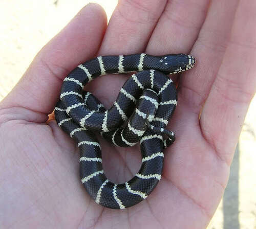 iNaturalist observation photo of California King Snake