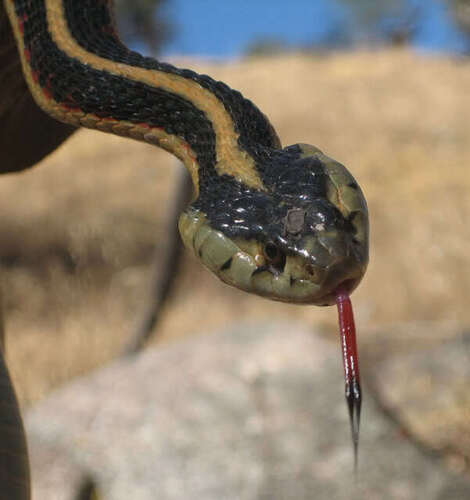 iNaturalist observation photo of Valley Garter Snake