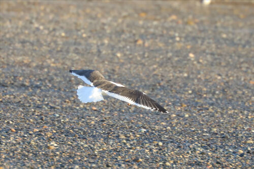 iNaturalist: (c) William Hull, some rights reserved (CC BY-NC), uploaded by William Hull iNaturalist image