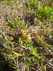 Sceptridium lunarioides