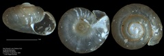 Punctidae