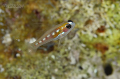 Masked Goby photo 4