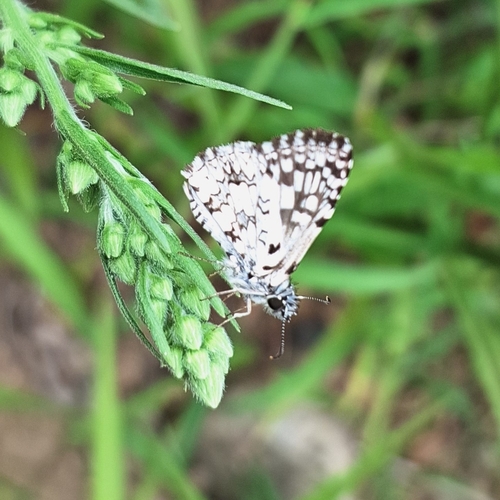 Orcus Checkered-Skipper