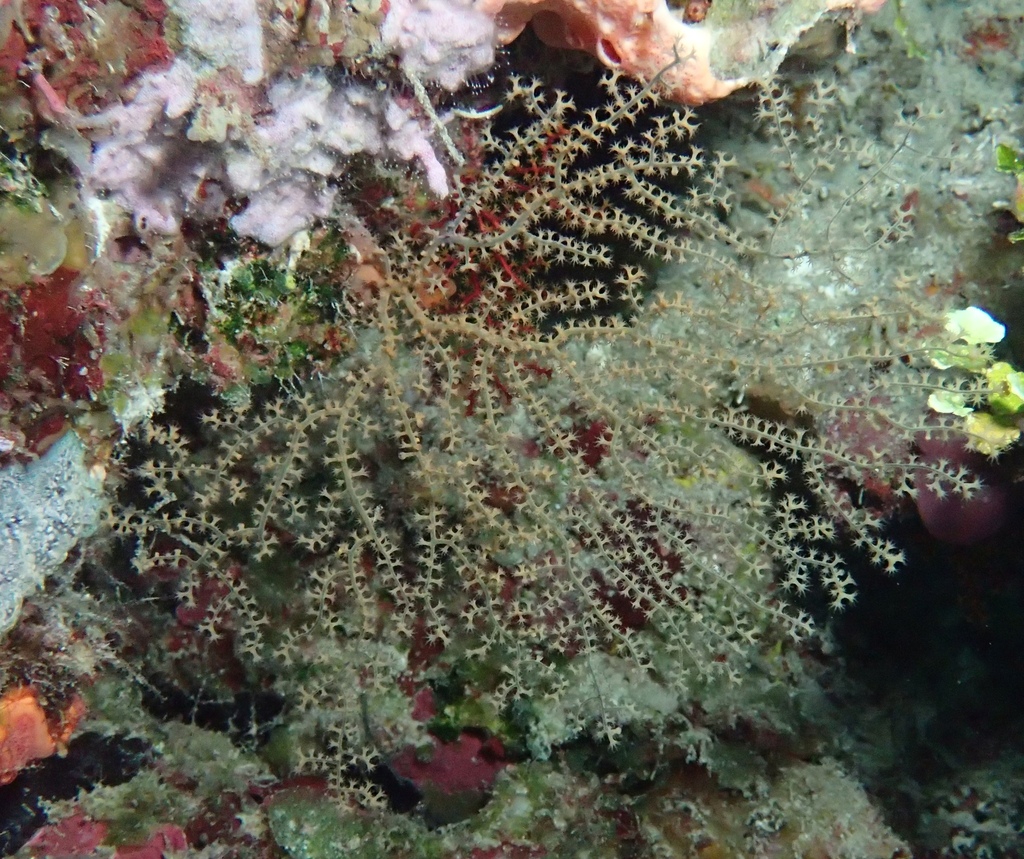 Villogorgia citrina (Villogorgia citrina)