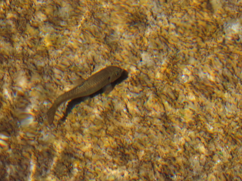 Jabal Akhdar Garra