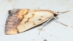 Evergestis extimalis