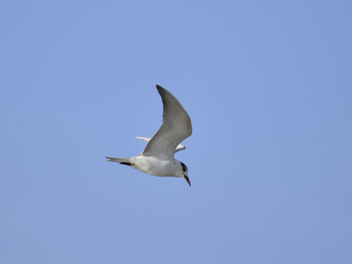 iNaturalist: (c) Jeremy Barker, some rights reserved (CC BY-NC), uploaded by Jeremy Barker iNaturalist image