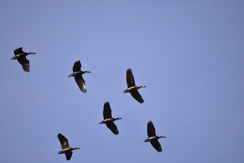 iNaturalist: (c) Jeremy Barker, some rights reserved (CC BY-NC), uploaded by Jeremy Barker iNaturalist image