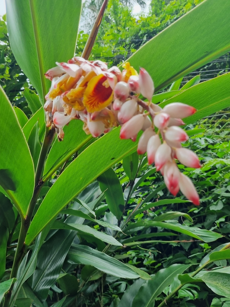 Riềng đẹp – Alpinia zerumbet