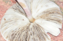 Coniolepiota spongodes