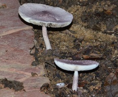 Coniolepiota spongodes