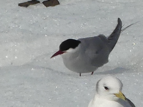 iNaturalist: (c) Andreas Duckwe, some rights reserved (CC BY-NC), uploaded by Andreas Duckwe iNaturalist image