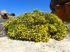 Oedera corymbosa