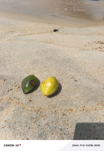 Sea Almond