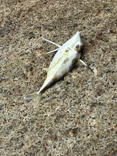 Long-tail tripodfish (Tripodichthys blochii) — Triacanthidae