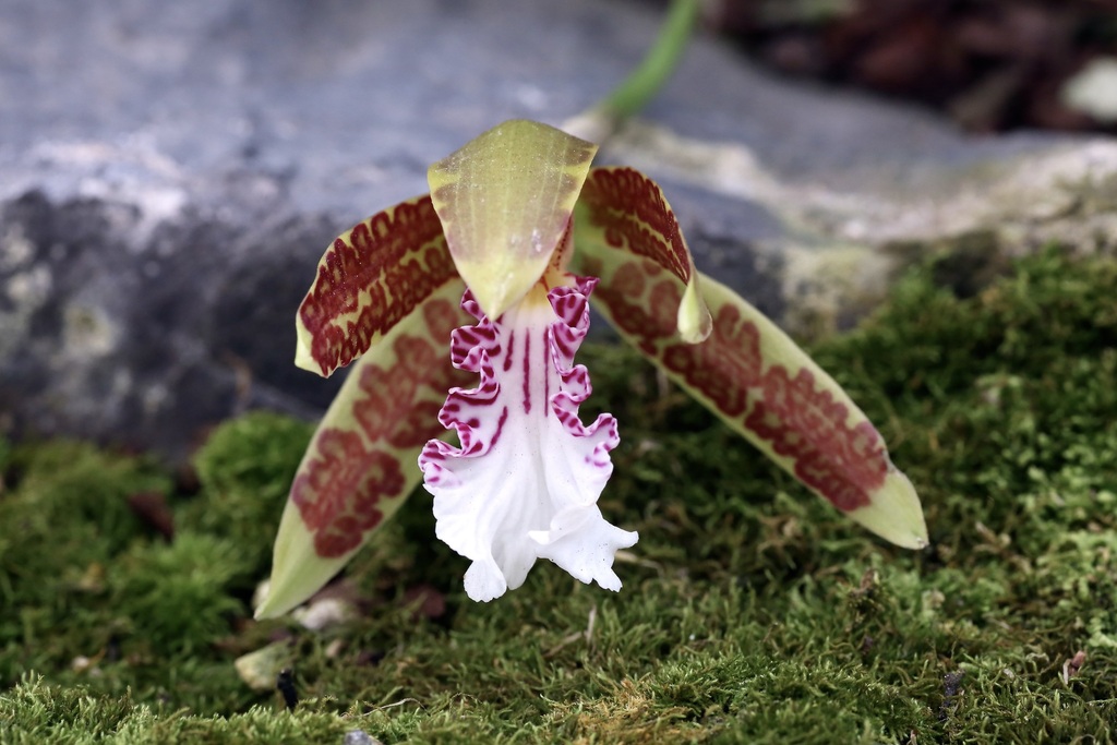 Trichopilia sanguinolenta