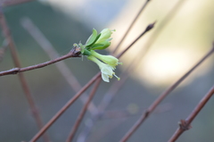Lonicera stenantha