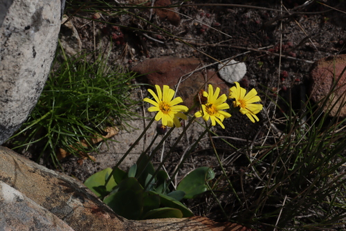 Bulbous Babooncabbage (Othonna bulbosa)