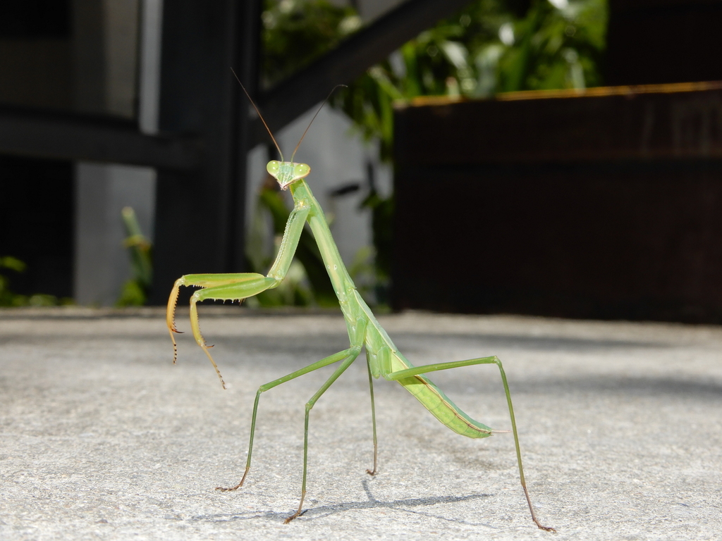Native Mantis Chinese Mantis from 台北市立動物園, Wenshan, Taipei, Taiwan on July 10, 2020 ...