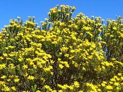 Oedera corymbosa