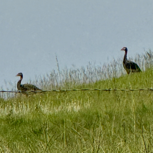 iNaturalist: (c) Gwili Gibbon, some rights reserved (CC BY-NC), uploaded by Gwili Gibbon iNaturalist image