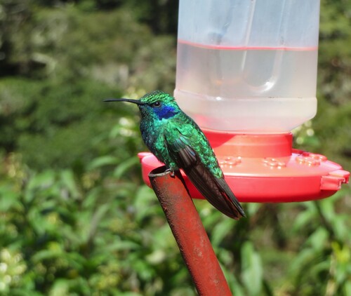 Lesser Violetear (Colibri cyanotus), photo 5