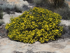 Oedera corymbosa