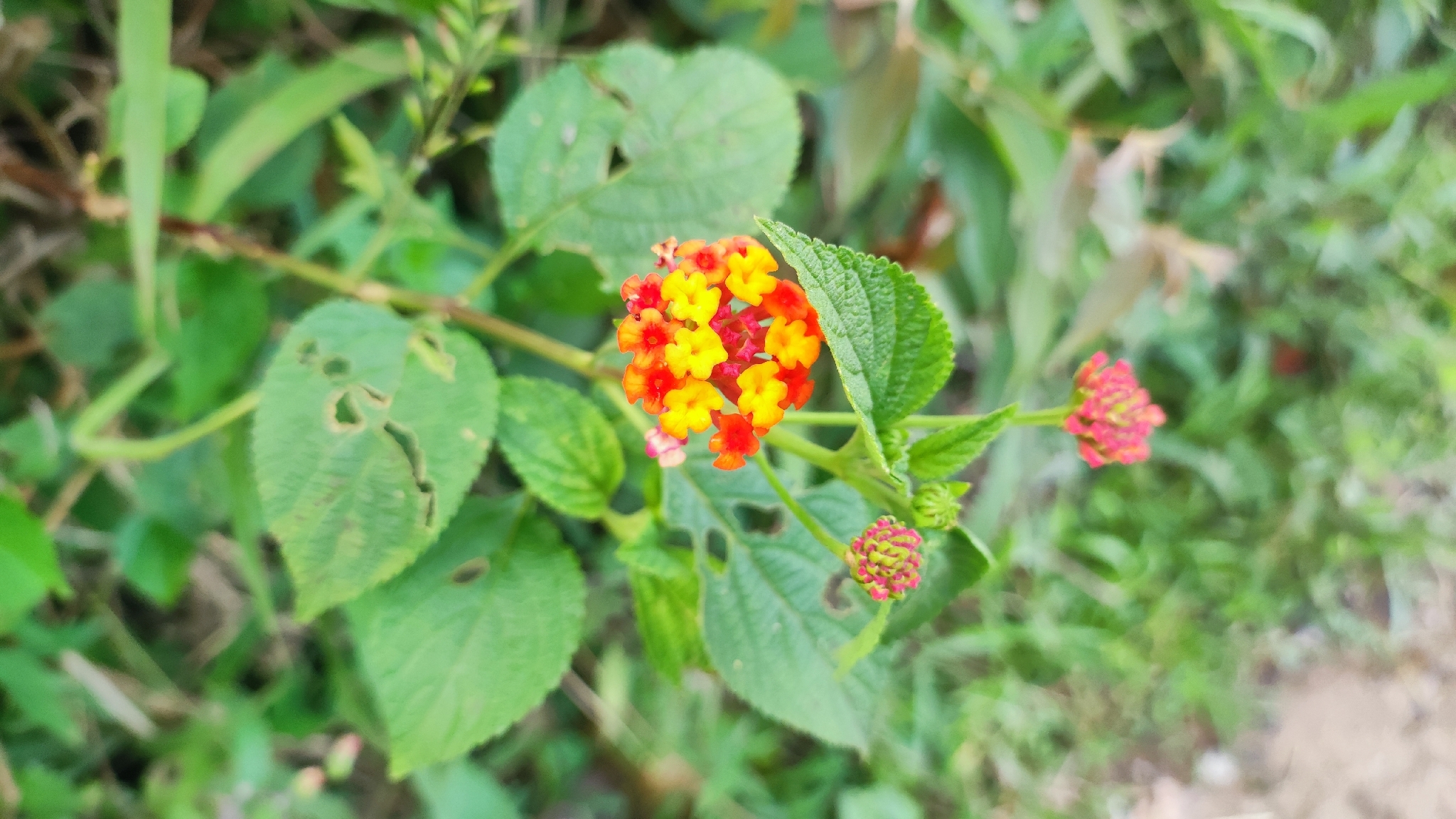 Imagem de lantana