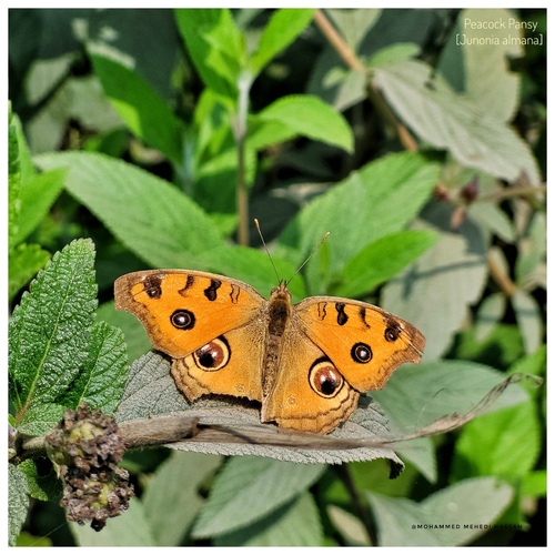 Peacock Pansy