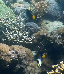 Chaetodontoplus mesoleucus