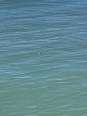 Aechmophorus clarkii